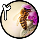 پرورش زنبور عسل حرفه ایی