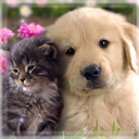 Cute Cat & Dog Live Wallpapers