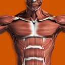 Muscular System 3D (anatomy)