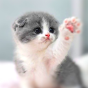 Cat Wallpapers HD, Cute, Gifs,Videos,WaStickers