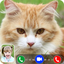 Cat Video Call/Fake Video Call