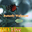 پس زمینه زنده پروانه HD Butterfly
