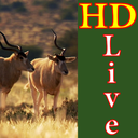 HD Wildlife Live Wallpaper